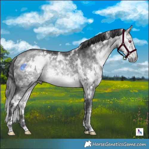 Horse Color:White Spotted Buckskin Chinchilla 