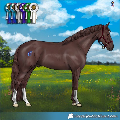 Horse Color:Chocolate Black 