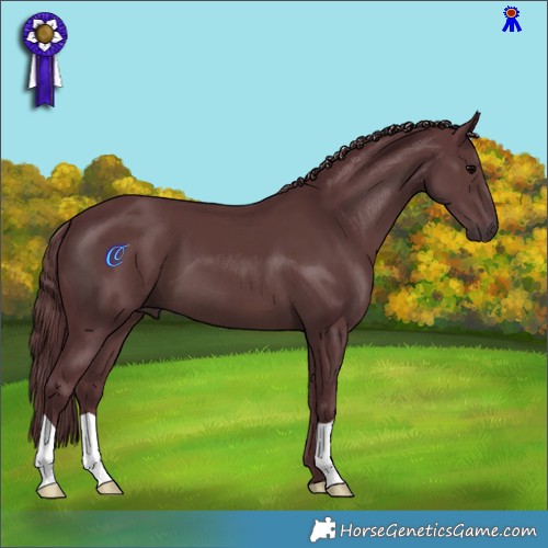 Horse Color:Chocolate Black 