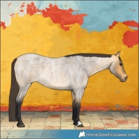 Horse Color:Buckskin Roan 