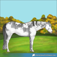 Horse Color:White Spotted Black Ice Splash Rabicano 