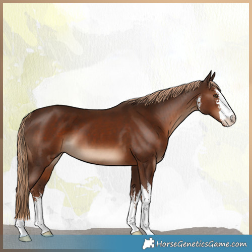 Horse Color:White Spotted Liver Chestnut