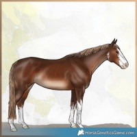 Horse Color:White Spotted Liver Chestnut