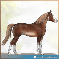 Horse Color:White Spotted Liver Chestnut 