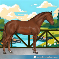 Horse Color:Chestnut 