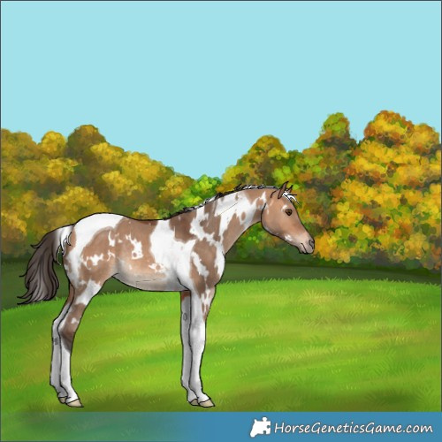 Horse Color:White Spotted Bay Dun Tobiano Rabicano 