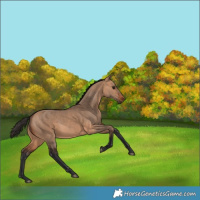 Horse Color:Bay Dun 