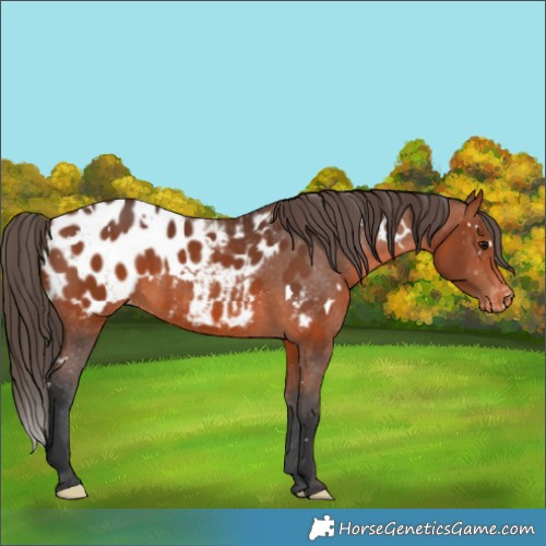 Horse Color:White Spotted Bay Appaloosa 