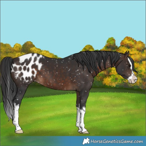 Horse Color:White Spotted Brown Splash Appaloosa 