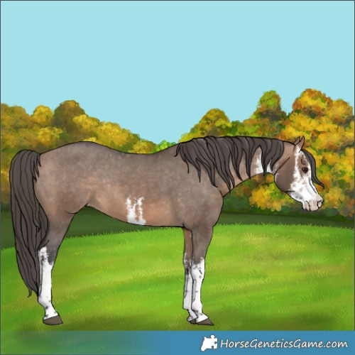 Horse Color:White Spotted Bay Dun Appaloosa Rabicano 