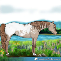 Horse Color:Liver Red Dun Appaloosa 