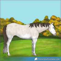 Horse Color:Classic Cream Champagne Roan Dun Splash 