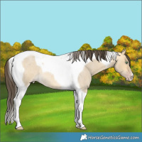 Horse Color:Sable Cream Champagne Roan Dun Tobiano