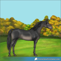 Horse Color:Black 