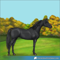 Horse Color:Black 