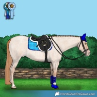 Horse Color:Gold Champagne Roan Dun 