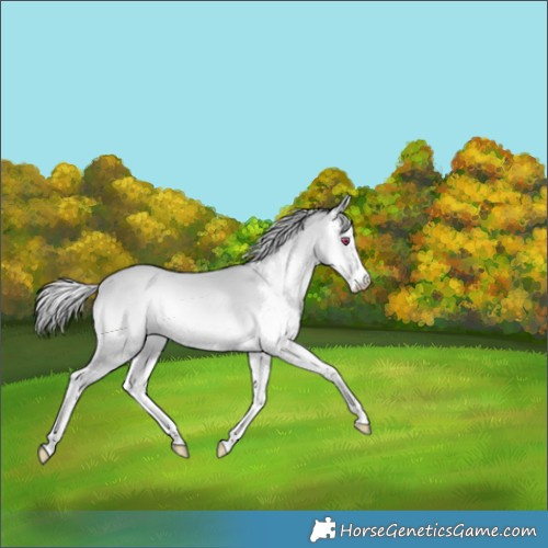 Horse Color:Silver Bay Chinchilla Onyx Sabino 