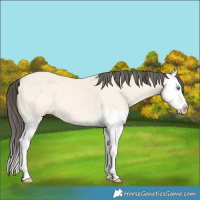 Horse Color:Amber Cream Champagne Dun Splash 