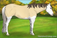 Horse Color:Amber Cream Champagne Dun Splash
