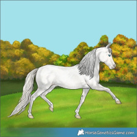 Horse Color:Palomino Roan Pearl  and Palomino Roan Pearl Blanket 