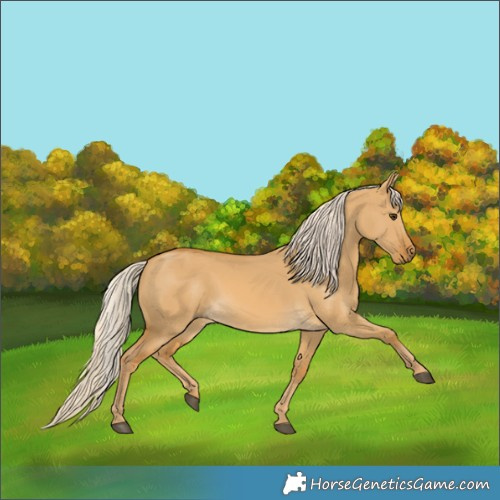 Horse Color:Palomino Dun 