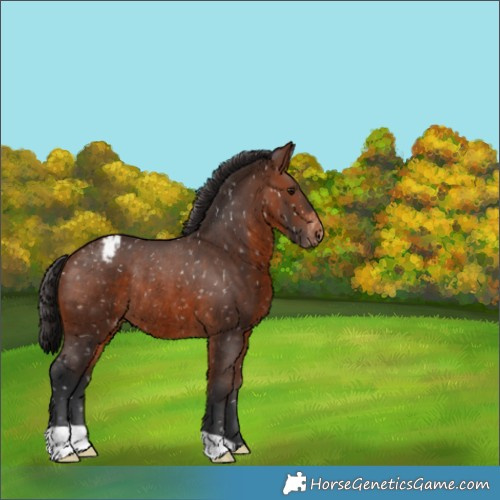 Horse Color:Brown Appaloosa Rabicano 