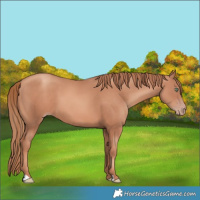 Horse Color:Gold Champagne 