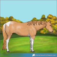 Horse Color:Chestnut Tobiano