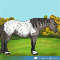 Horse Color:Grullo Appaloosa 