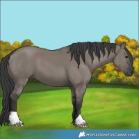 Horse Color:Grullo 