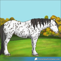 Horse Color:Grullo Near Leopard