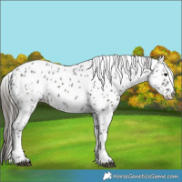 Horse Color:Grullo Appaloosa 