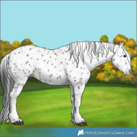 Horse Color:Black Appaloosa 