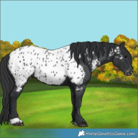 Horse Color:Black Appaloosa 