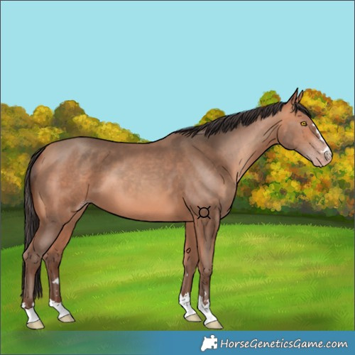 Horse Color:Amber Champagne 