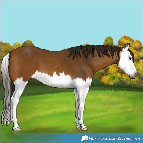 Horse Color:Gray Buckskin Splash