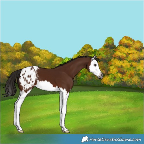 Horse Color:Gray Bay Splash Appaloosa