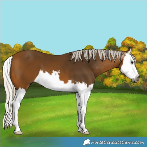 Horse Color:Gray Silver Buckskin Splash