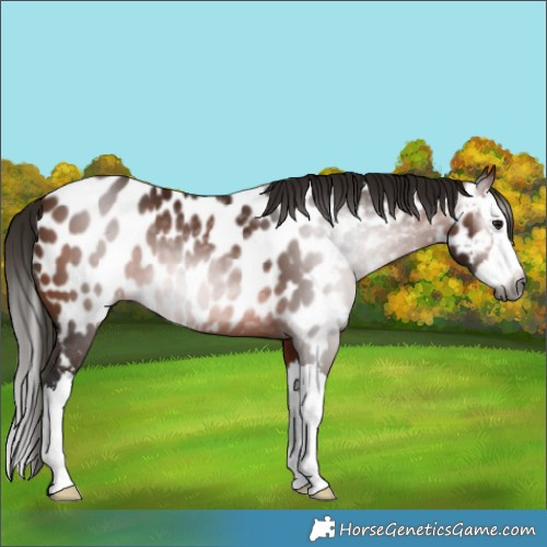 Horse Color:Gray Bay Splash Appaloosa