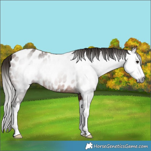 Horse Color:Gray Bay Splash Appaloosa 