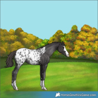 Horse Color:Smoky Black Appaloosa 