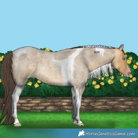 Horse Color:Sable Cream Champagne Roan Tobiano 