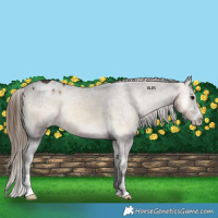 Horse Color:Buckskin Onyx Varnish
