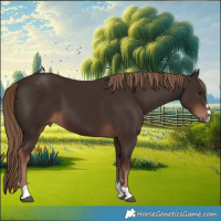 Horse Color:Liver Chestnut 