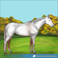 Horse Color:Gray Void Chestnut 