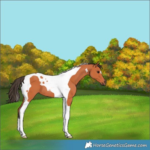 Horse Color:Bay Tobiano