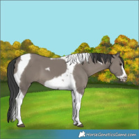 Horse Color:Grullo Tobiano Frame 