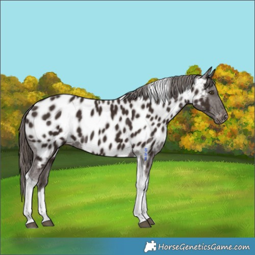 Horse Color:Liver Chestnut Tobiano Appaloosa 
