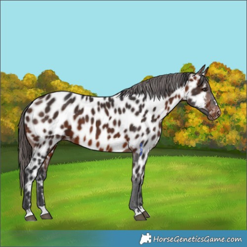 Horse Color:Bay Appaloosa 