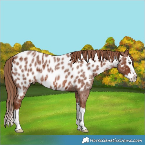Horse Color:Red Roan Splash Appaloosa 